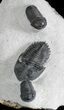 Metacanthina & Two Gerastos Trilobites - Mrakib, Morocco #28613-4